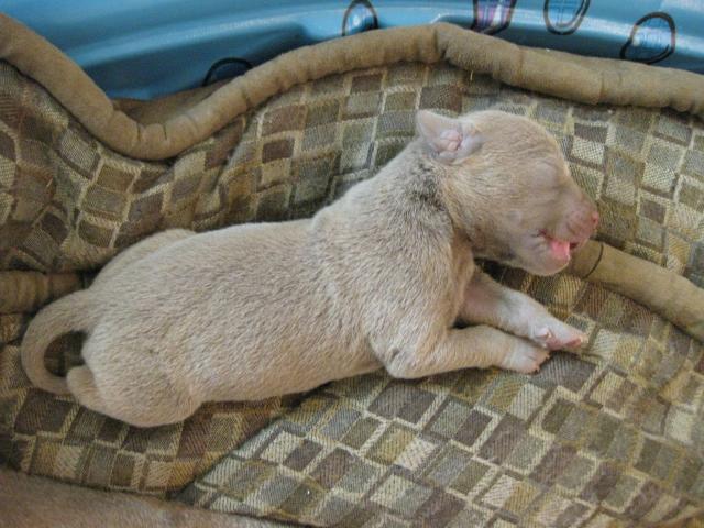 Molly pup 092611-13